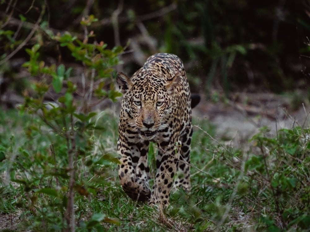 A majestic jaguar walks through the green vegetation during a wildlife safari in the Northern Pantanal. A majestic jaguar walks through the green vegetation during a wildlife safari in the Northern Pantanal.
