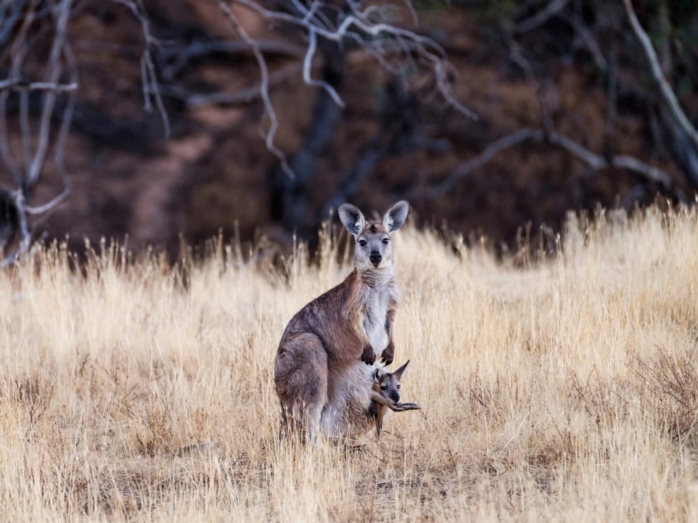 Arkaba (Flinders Ranges, Australia Meridionale) Arkaba (Flinders Ranges, Australia Meridionale)
