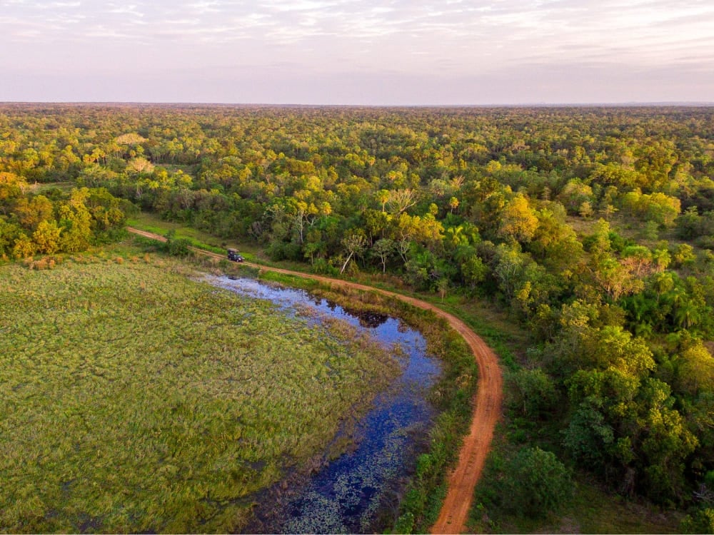 Aerial view of a vast green Pantanal landscape showing a safari vehicle driving on a dirt road next to a river. Aerial view of a vast green Pantanal landscape showing a safari vehicle driving on a dirt road next to a river.
