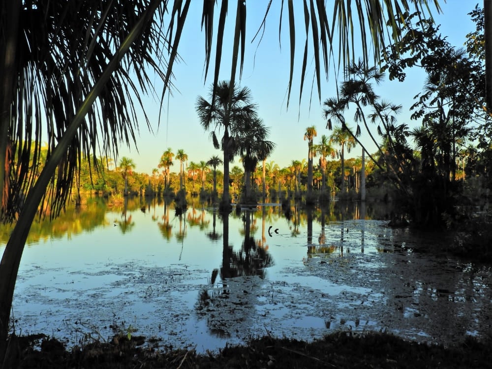 Araras sobrevoando a Lagoa das Araras em Nobres, no Mato Grosso Araras sobrevoando a Lagoa das Araras em Nobres, no Mato Grosso