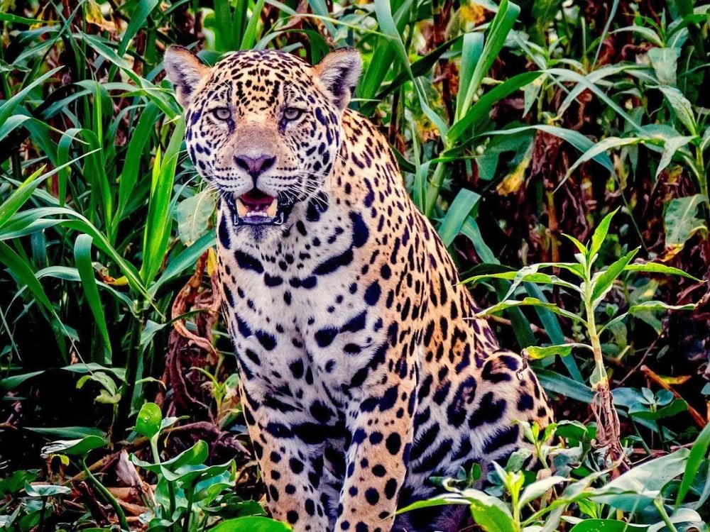 A spotted jaguar sits among green vegetation in the Brazilian Pantanal biome. A spotted jaguar sits among green vegetation in the Brazilian Pantanal biome.