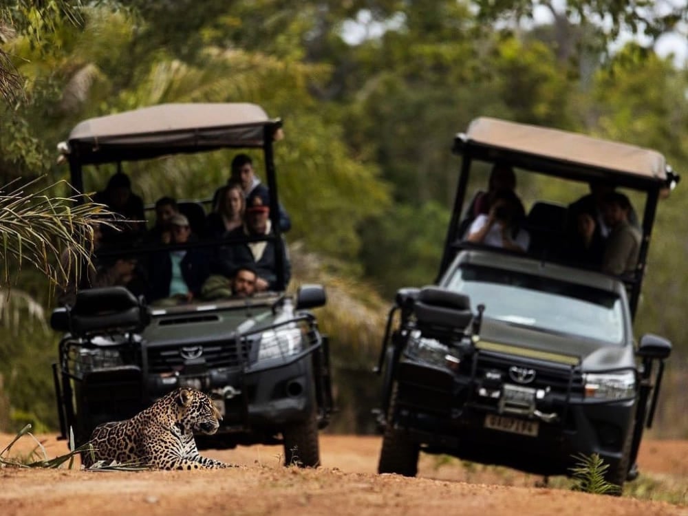 Two safari vehicles with tourists closely observing a jaguar lying on a dirt road in the Pantanal. Two safari vehicles with tourists closely observing a jaguar lying on a dirt road in the Pantanal.