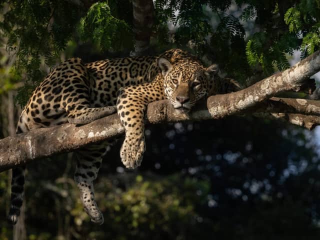 Dove vedere il giaguaro nel Pantanal Dove vedere il giaguaro nel Pantanal
