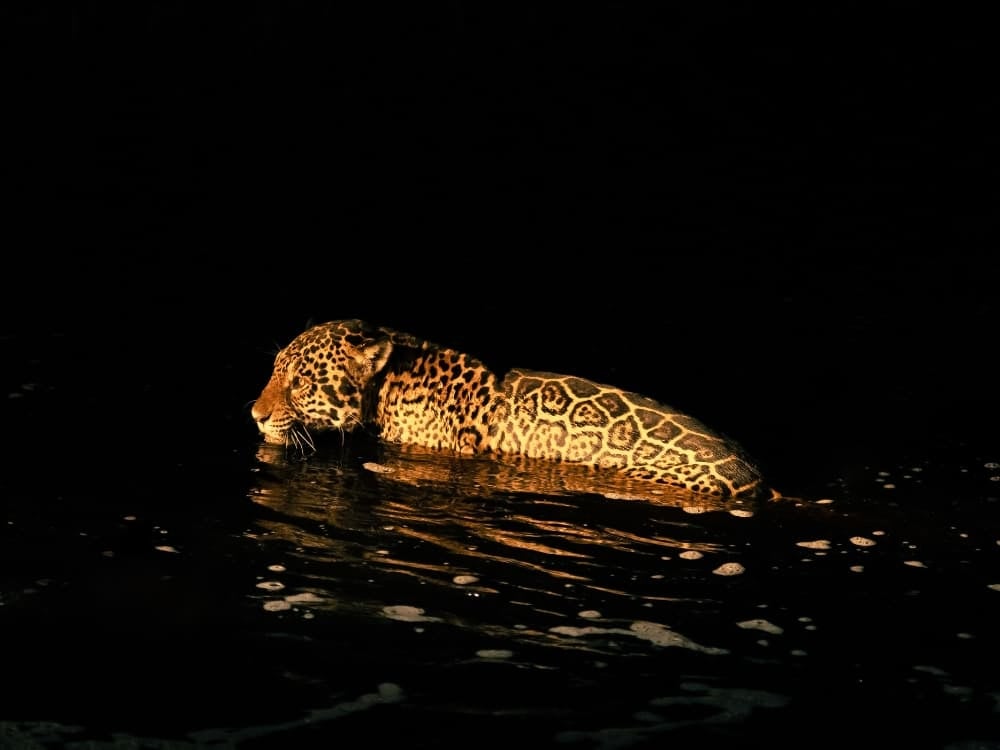 A jaguar swims across a dark river in the Pantanal at night. A jaguar swims across a dark river in the Pantanal at night.