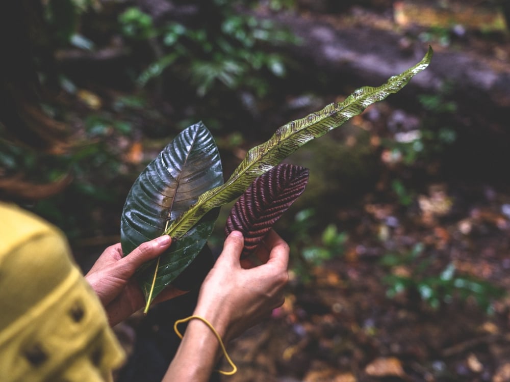 Close-up of a traveler's hands examining unique leaf textures during a guided educational walk in the Amazon jungle. Close-up of a traveler's hands examining unique leaf textures during a guided educational walk in the Amazon jungle.