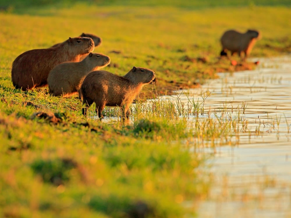 A group of four capybaras, the largest rodents in the world, stand together on a grassy riverbank at golden hour. A group of four capybaras, the largest rodents in the world, stand together on a grassy riverbank at golden hour.