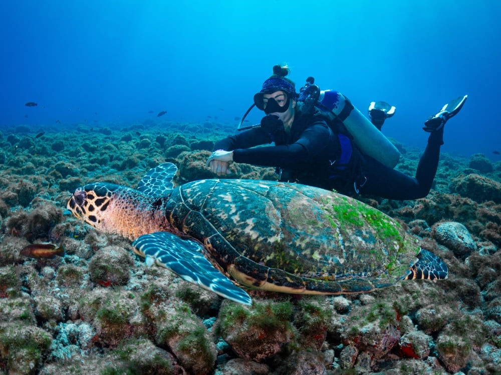 Un plongeur nage aux côtés d'une grande tortue imbriquée dans les eaux bleues et claires de Fernando de Noronha. Un plongeur nage aux côtés d'une grande tortue imbriquée dans les eaux bleues et claires de Fernando de Noronha.