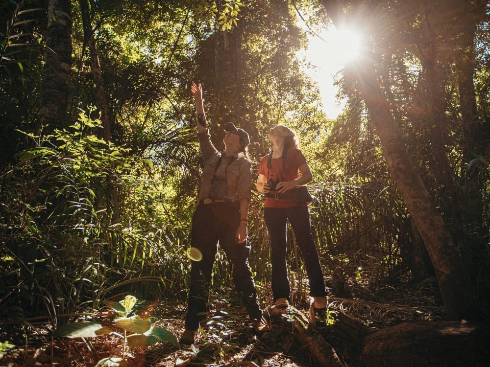 Two hikers looking up and pointing at the forest canopy during a guided ecological walk in the Pantanal. Two hikers looking up and pointing at the forest canopy during a guided ecological walk in the Pantanal.