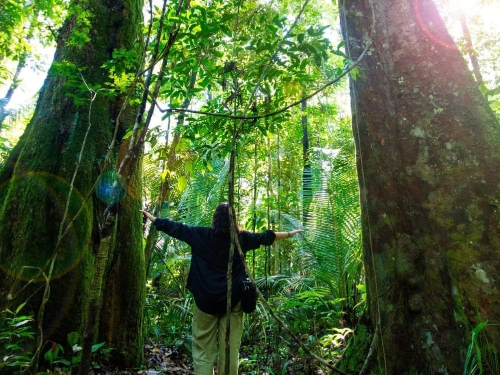 Tourist embracing the massive trunk of a Samauma tree, showcasing the scale of the giant trees and the connection with nature in the Amazon. Tourist embracing the massive trunk of a Samauma tree, showcasing the scale of the giant trees and the connection with nature in the Amazon.