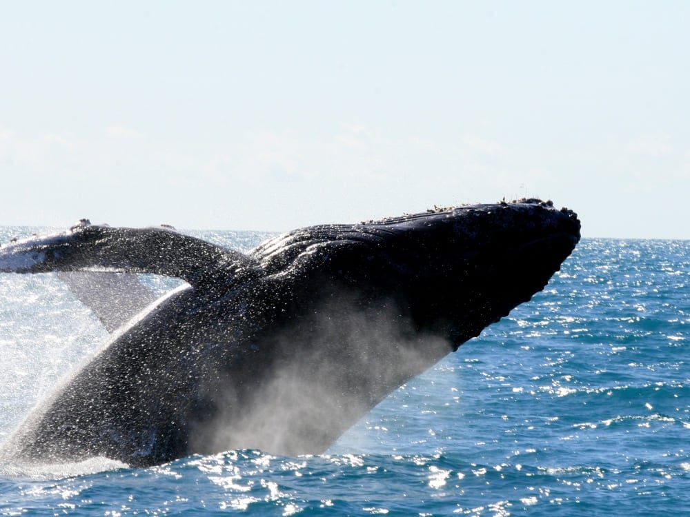 Une énorme baleine à bosse saute hors de l'eau près de la côte du parc national marin d'Abrolhos. Une énorme baleine à bosse saute hors de l'eau près de la côte du parc national marin d'Abrolhos.