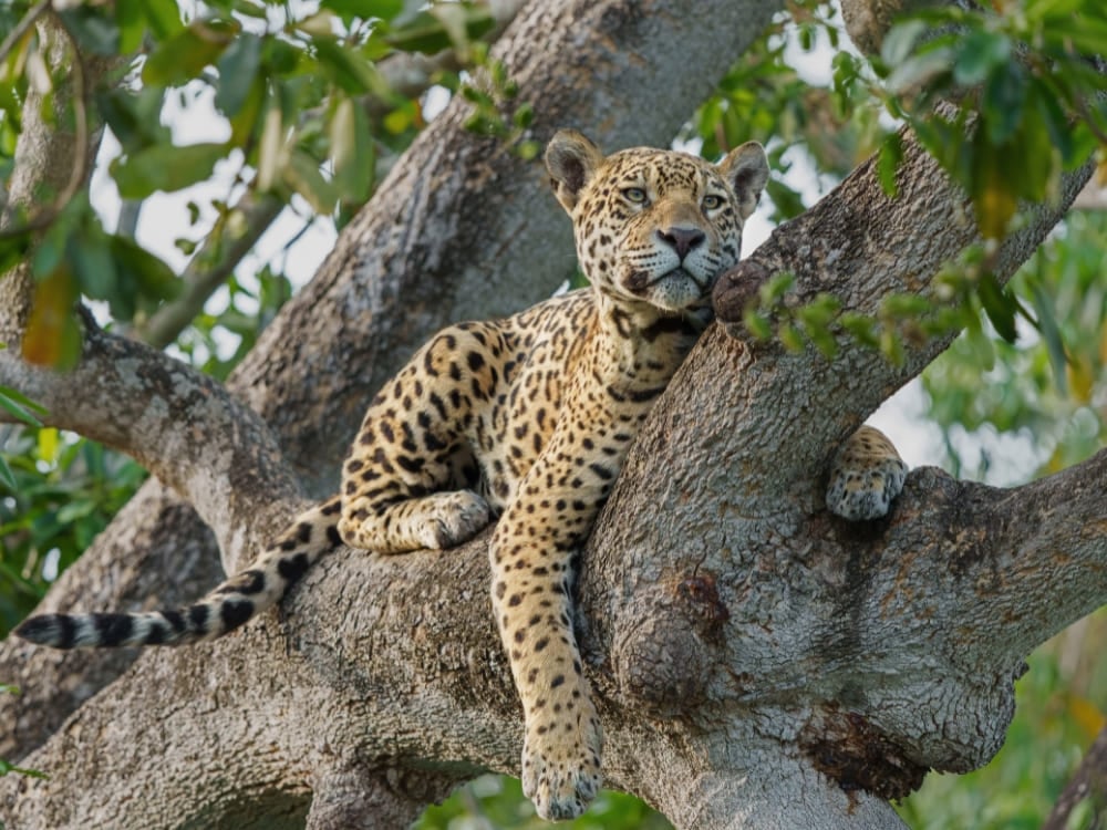 Un jaguar se repose sur une épaisse branche d'arbre lors d'un safari d'observation de la faune pendant la saison sèche du Pantanal. Un jaguar se repose sur une épaisse branche d'arbre lors d'un safari d'observation de la faune pendant la saison sèche du Pantanal.