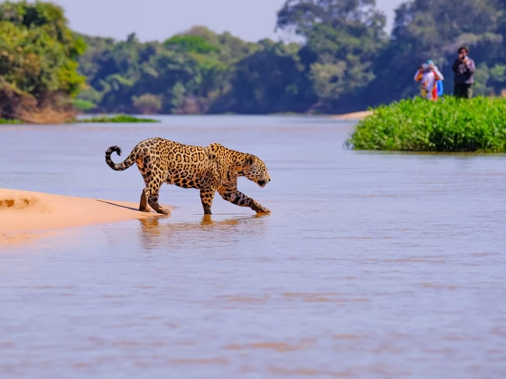 Un giaguaro cammina con cautela nelle acque basse di un fiume mentre alcuni turisti osservano dalla riva durante un tour nel Pantanal. Un giaguaro cammina con cautela nelle acque basse di un fiume mentre alcuni turisti osservano dalla riva durante un tour nel Pantanal.