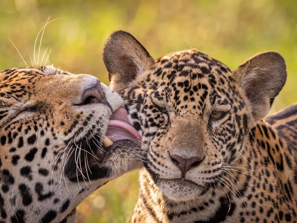 Close-up of an adult jaguar licking and grooming a cub in the wild, showcasing the rich biodiversity of Pantanal, Brazil. Close-up of an adult jaguar licking and grooming a cub in the wild, showcasing the rich biodiversity of Pantanal, Brazil.