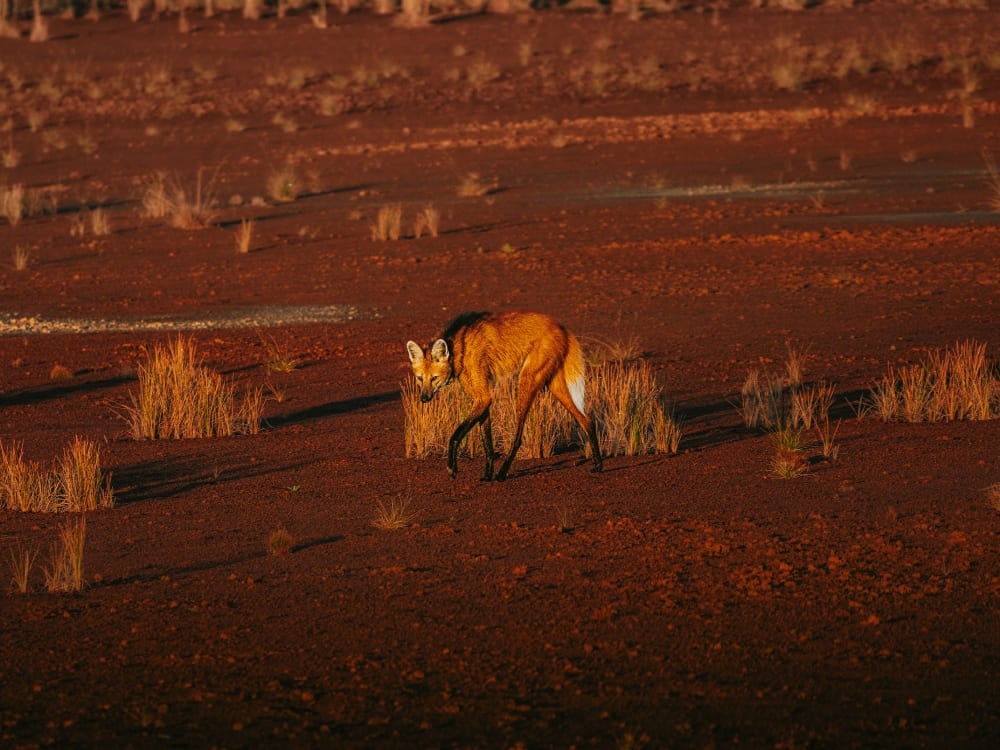 A maned wolf with a reddish-orange coat and long black legs walks across the Cerrado landscape. A maned wolf with a reddish-orange coat and long black legs walks across the Cerrado landscape.