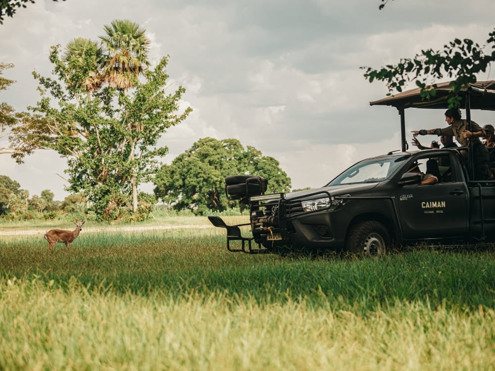 Travelers in a branded 4x4 safari vehicle observing a marsh deer in a grassy field in Pantanal, Brazil. Travelers in a branded 4x4 safari vehicle observing a marsh deer in a grassy field in Pantanal, Brazil.