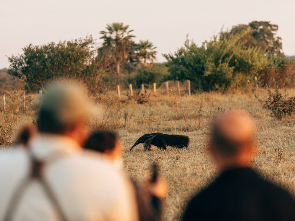 Due fotografi sfocati in primo piano riprendono un formichiere gigante che cammina tra la vegetazione bassa durante un safari fotografico nel Pantanal. Due fotografi sfocati in primo piano riprendono un formichiere gigante che cammina tra la vegetazione bassa durante un safari fotografico nel Pantanal.