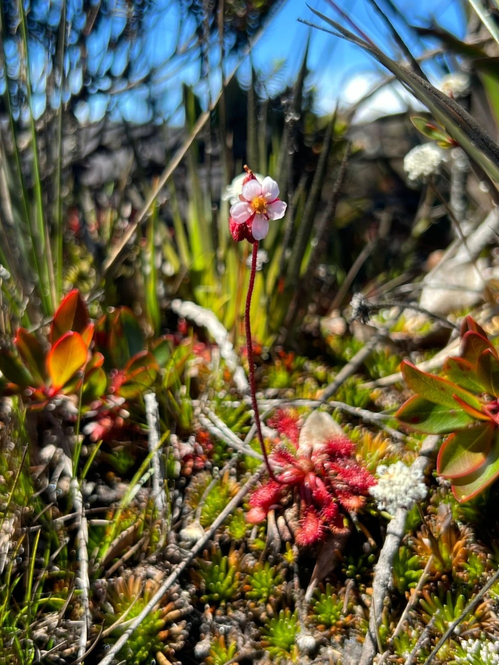 Un delicato fiore rosa e bianco con lo stelo rosso cresce fra la vegetazione bassa verde e rossastra sul Monte Roraima. Un delicato fiore rosa e bianco con lo stelo rosso cresce fra la vegetazione bassa verde e rossastra sul Monte Roraima.