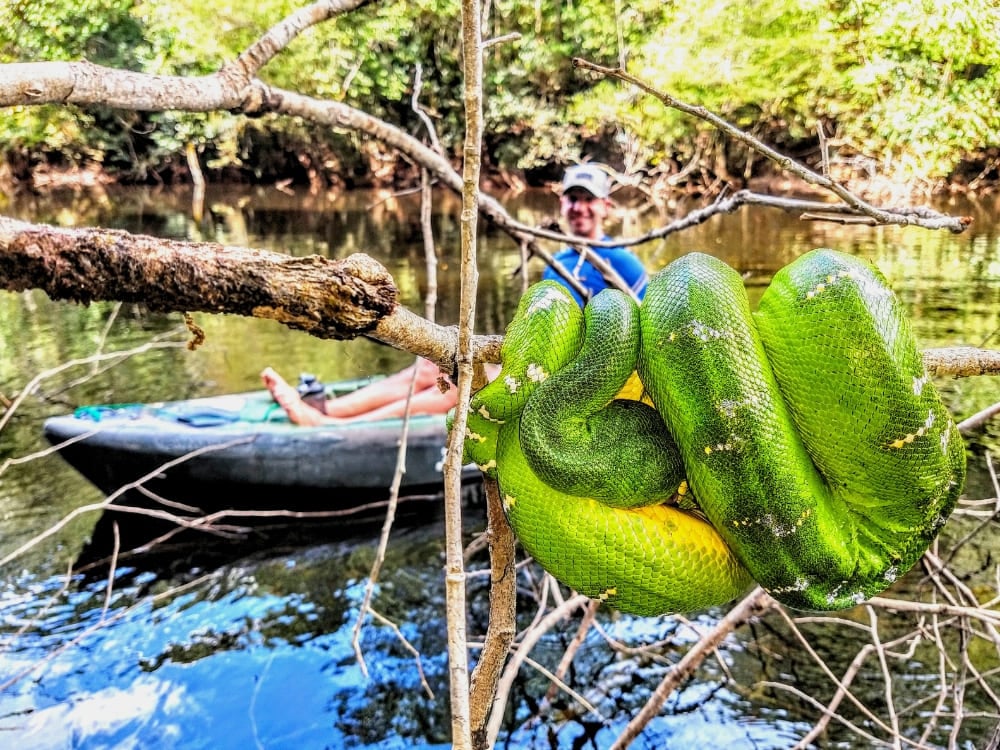 Eine große grüne Schlange rollt sich auf einem Ast über dem Wasser zusammen, mit einer Person in einem Kajak im Hintergrund im Amazonas-Dschungel. Eine große grüne Schlange rollt sich auf einem Ast über dem Wasser zusammen, mit einer Person in einem Kajak im Hintergrund im Amazonas-Dschungel.