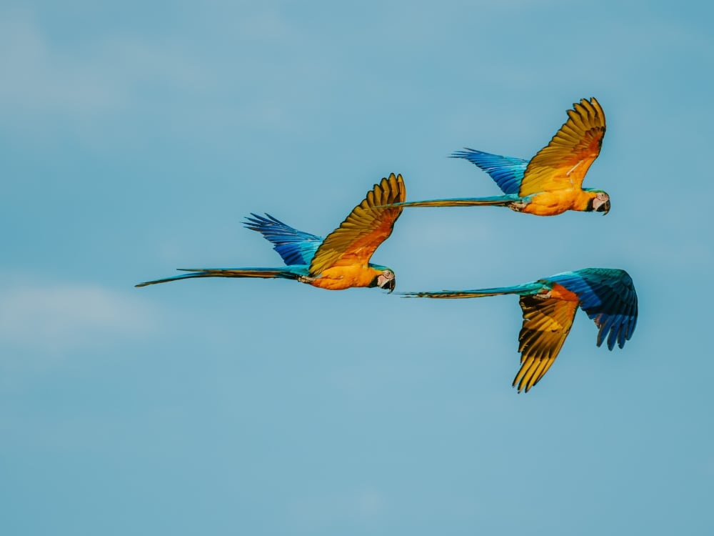 Drei bunte Aras fliegen gemeinsam über einen blauen Himmel während einer Tierbeobachtungstour in Brasilien. Drei bunte Aras fliegen gemeinsam über einen blauen Himmel während einer Tierbeobachtungstour in Brasilien.