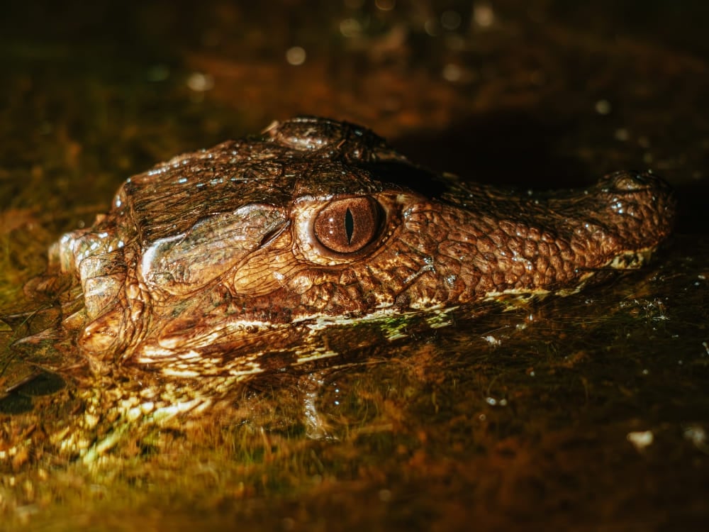 Der strukturierte Kopf und die Augen eines Kaimans ragen während einer nächtlichen Beobachtungstour aus der Oberfläche des dunklen Wassers. Der strukturierte Kopf und die Augen eines Kaimans ragen während einer nächtlichen Beobachtungstour aus der Oberfläche des dunklen Wassers.