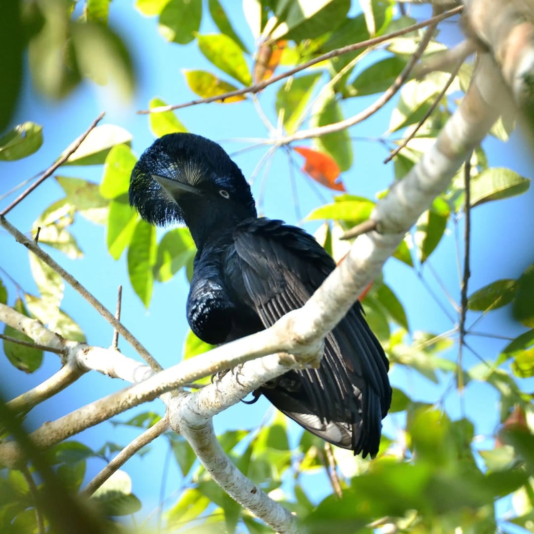 Ein exotischer schwarzer Vogel mit markanter Haube sitzt auf einem grünen Ast während einer Vogelbeobachtungstour im Amazonas. Ein exotischer schwarzer Vogel mit markanter Haube sitzt auf einem grünen Ast während einer Vogelbeobachtungstour im Amazonas.
