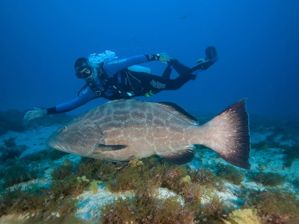 Ein Sporttaucher erkundet den blauen Ozean und schwimmt mit ausgebreiteten Armen knapp über einem großen Fisch nahe dem Meeresboden. Ein Sporttaucher erkundet den blauen Ozean und schwimmt mit ausgebreiteten Armen knapp über einem großen Fisch nahe dem Meeresboden.