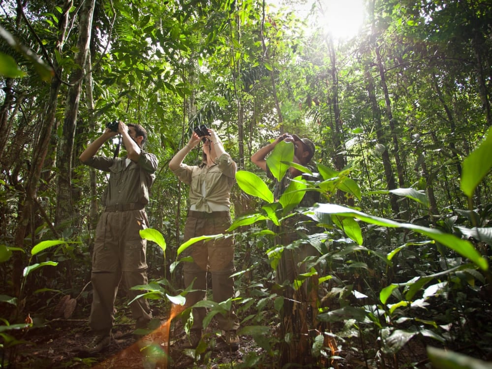 Drei Personen erkunden den tropischen Regenwald mit Ferngläsern während einer immersiven Naturbeobachtungstour in Brasilien. Drei Personen erkunden den tropischen Regenwald mit Ferngläsern während einer immersiven Naturbeobachtungstour in Brasilien.