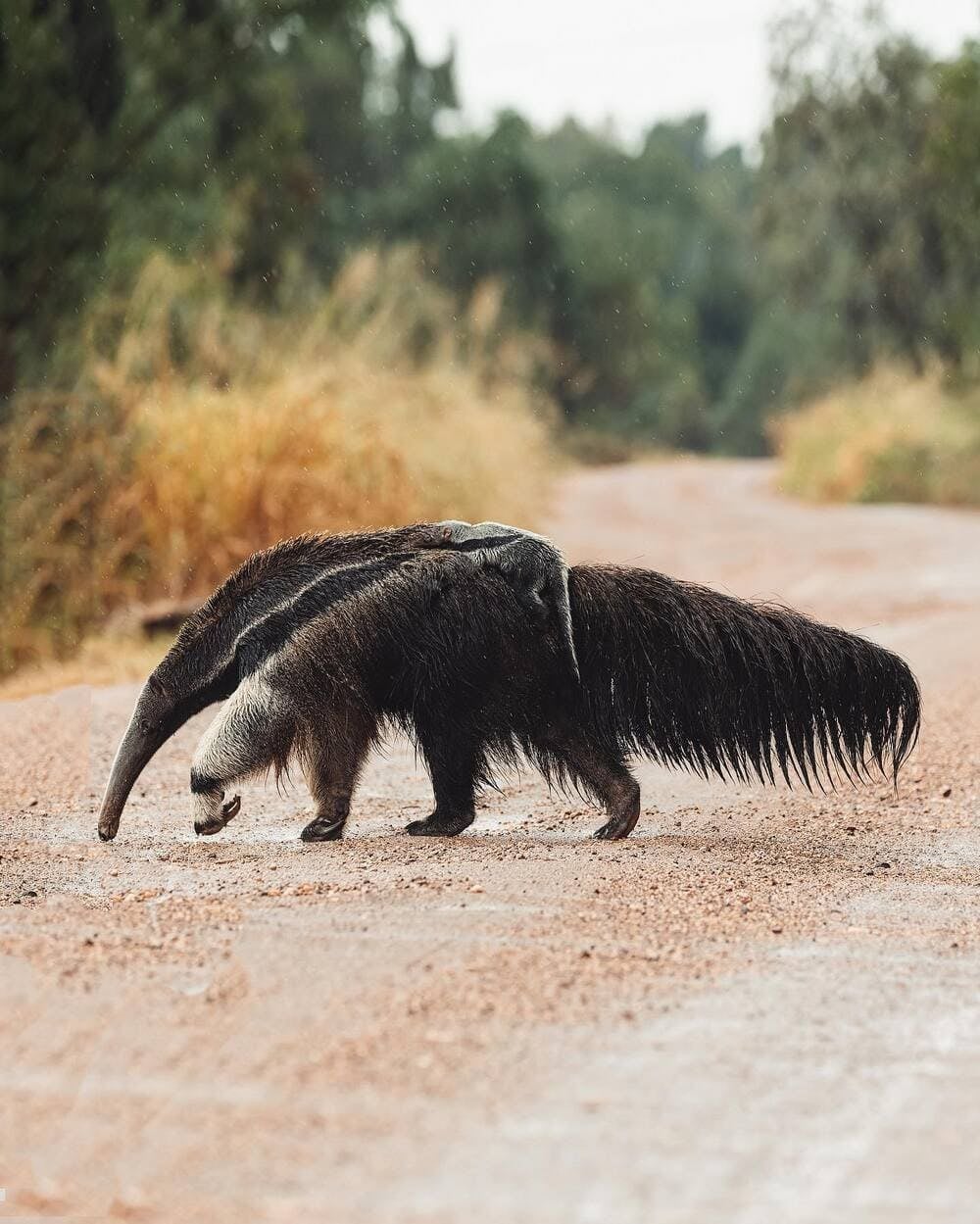 Ein Großer Ameisenbär spaziert auf einem Feldweg im Pantanal, das als einer der besten Orte für Wildtierbeobachtungen gilt. Ein Großer Ameisenbär spaziert auf einem Feldweg im Pantanal, das als einer der besten Orte für Wildtierbeobachtungen gilt.