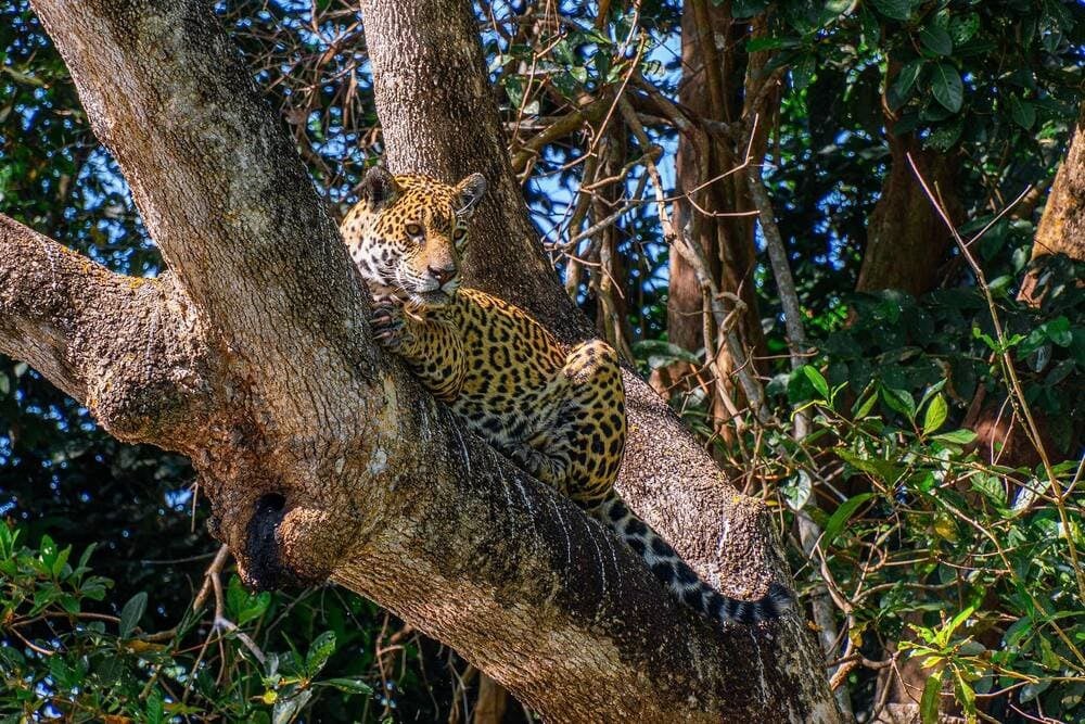 Ein getarnter Jaguar ruht auf dem Stamm eines großen Baumes während einer luxuriösen Öko-Safari. Ein getarnter Jaguar ruht auf dem Stamm eines großen Baumes während einer luxuriösen Öko-Safari.
