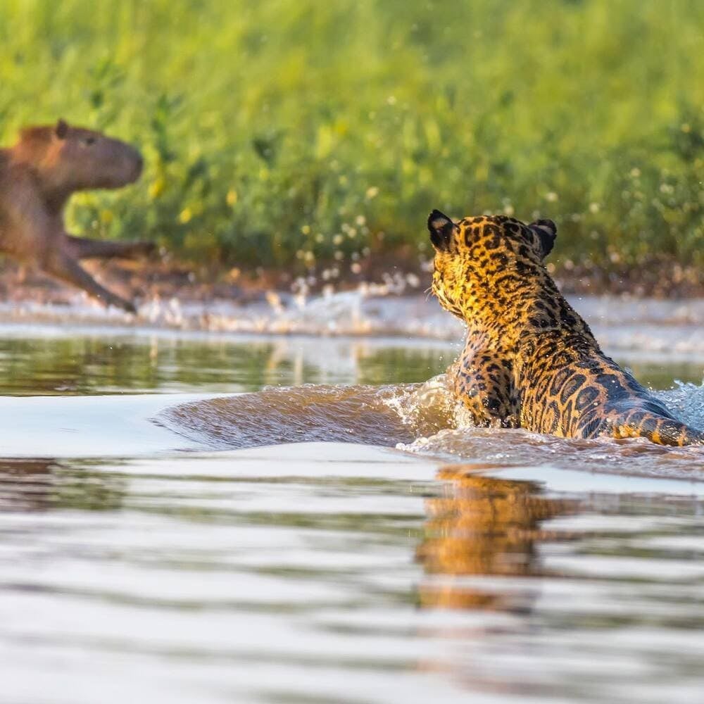 Ein Jaguar schwimmt in einem Fluss, während er ein Wasserschwein beobachtet, das am Flussufer während einer Safari in Brasilien rennt.nal safari. Ein Jaguar schwimmt in einem Fluss, während er ein Wasserschwein beobachtet, das am Flussufer während einer Safari in Brasilien rennt.