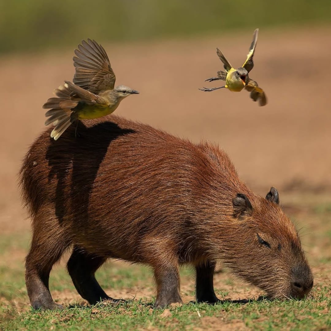 Ein Wasserschwein grast auf dem Rasen, während kleine Vögel umherfliegen und auf seinem Rücken sitzen. Ein Wasserschwein grast auf dem Rasen, während kleine Vögel umherfliegen und auf seinem Rücken sitzen.