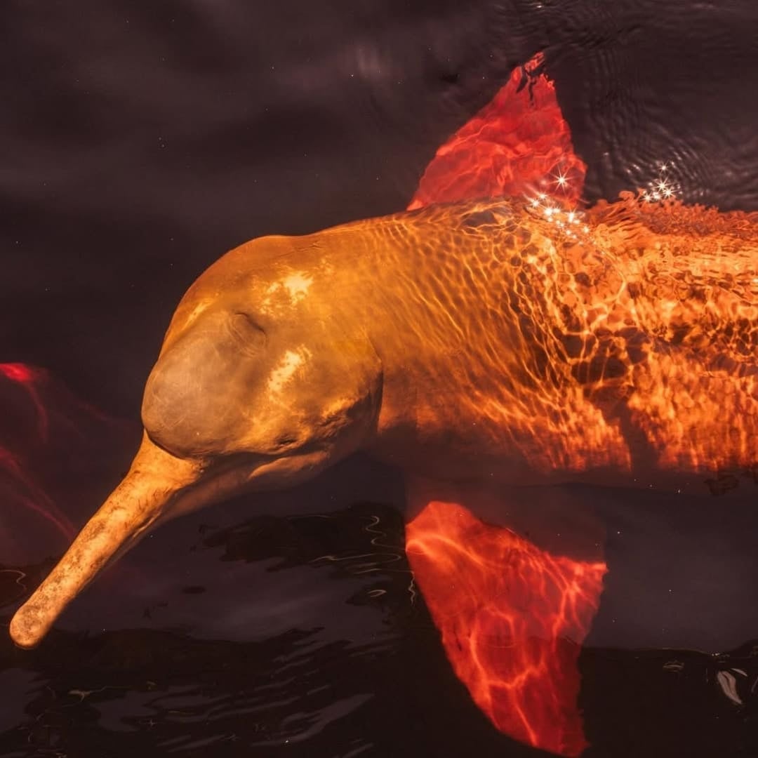 Ein rosa Flussdelfin schwimmt anmutig knapp unter der Oberfläche im dunklen Wasser eines brasilianischen Flusses. Ein rosa Flussdelfin schwimmt anmutig knapp unter der Oberfläche im dunklen Wasser eines brasilianischen Flusses.