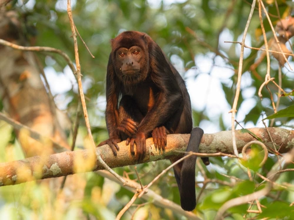 Ein dunkelhaariger Affe sitzt auf einem Ast während einer auf Wildtiere ausgerichteten Tour im Amazonas. Ein dunkelhaariger Affe sitzt auf einem Ast während einer auf Wildtiere ausgerichteten Tour im Amazonas.
