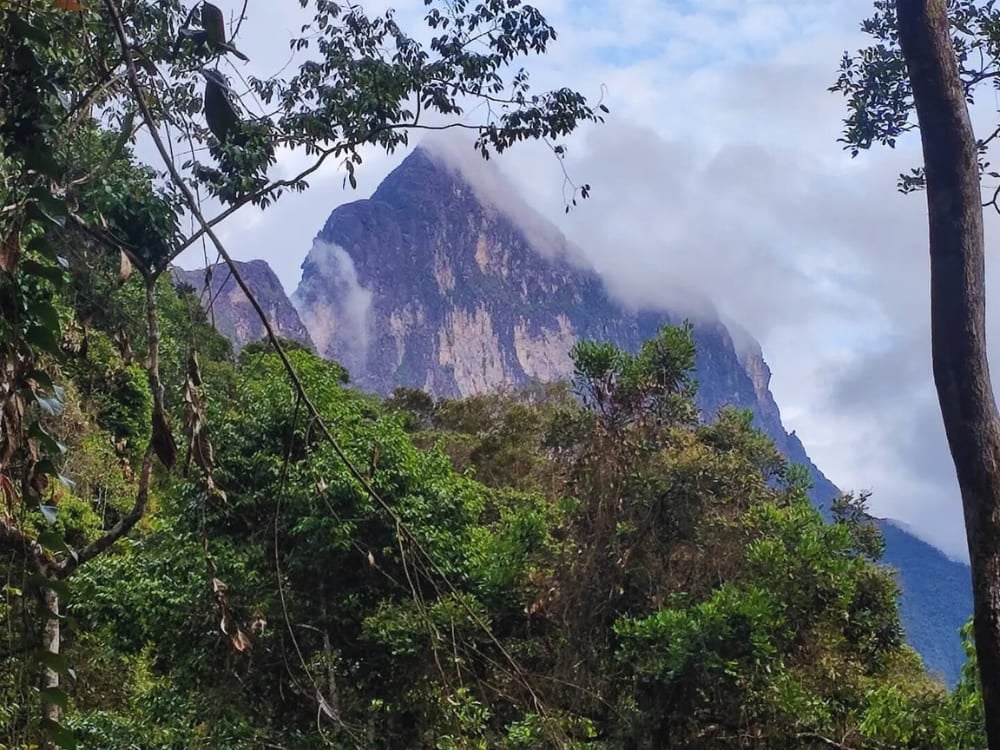 L'imponente montagna del Pico da Neblina vista attraverso la volta fitta e verdissima della foresta amazzonica. L'imponente montagna del Pico da Neblina vista attraverso la volta fitta e verdissima della foresta amazzonica.