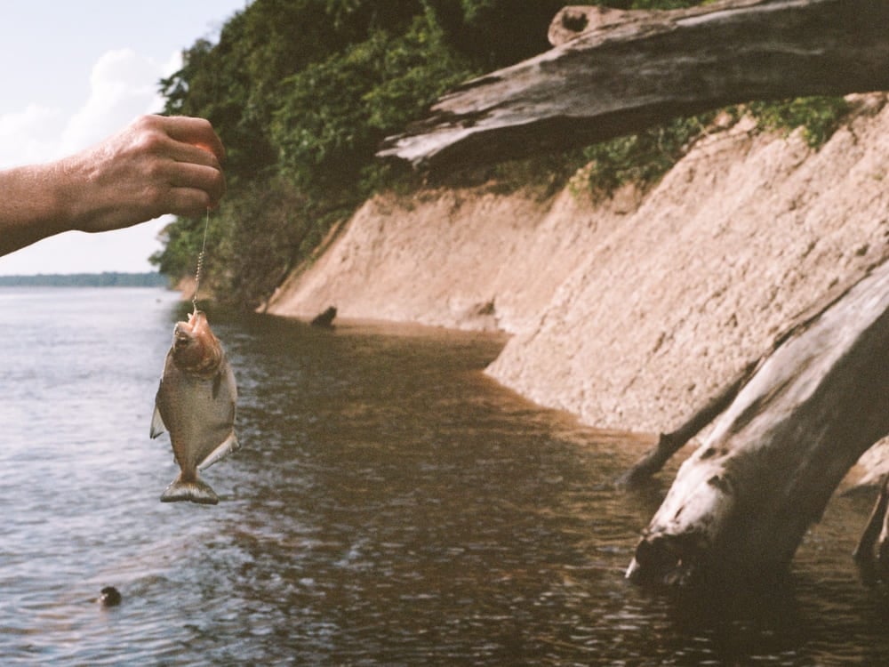 Mano che tiene un pesce appena pescato sulla lenza sopra le acque scure del fiume, con una riva sabbiosa e tronchi sullo sfondo. Mano che tiene un pesce appena pescato sulla lenza sopra le acque scure del fiume, con una riva sabbiosa e tronchi sullo sfondo.