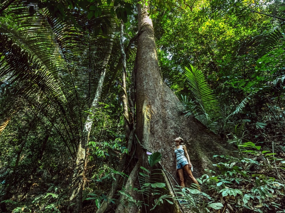 Donna in piedi che ammira il tronco gigantesco e imponente di un albero antico, in mezzo alla fitta vegetazione verde della foresta amazzonica. Donna in piedi che ammira il tronco gigantesco e imponente di un albero antico, in mezzo alla fitta vegetazione verde della foresta amazzonica.