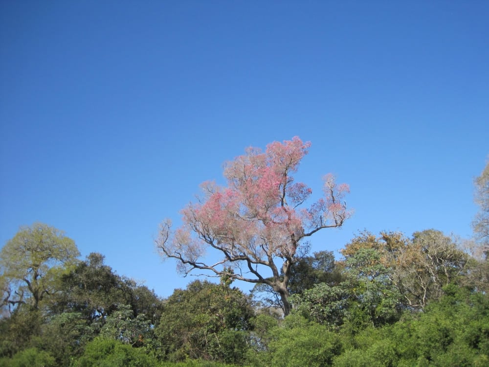 Un albero alto in fiore, con fiori rosa accesi, spicca contro un cielo azzurro limpido e mette in risalto la bella flora della natura selvaggia brasiliana. Un albero alto in fiore, con fiori rosa accesi, spicca contro un cielo azzurro limpido e mette in risalto la bella flora della natura selvaggia brasiliana.