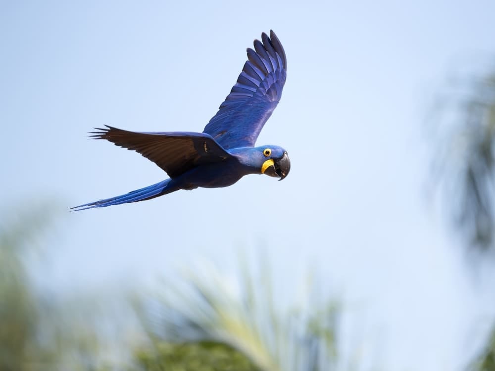 Uma arara-azul vibrante em pleno voo com as asas abertas contra um céu claro no bioma Pantanal. Uma arara-azul vibrante em pleno voo com as asas abertas contra um céu claro no bioma Pantanal.