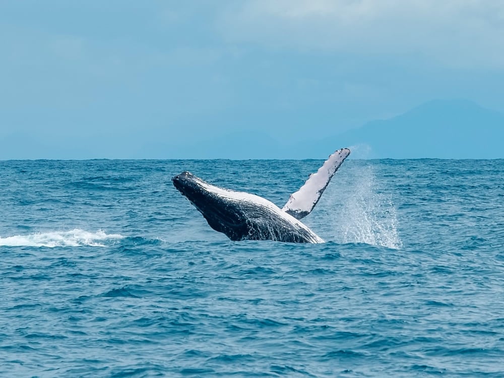 Uma grande baleia jubarte saltando na superfície do oceano com a nadadeira peitoral erguida contra um céu azul claro, mostrando a vida marinha na Bahia. Uma grande baleia jubarte saltando na superfície do oceano com a nadadeira peitoral erguida contra um céu azul claro, mostrando a vida marinha na Bahia.
