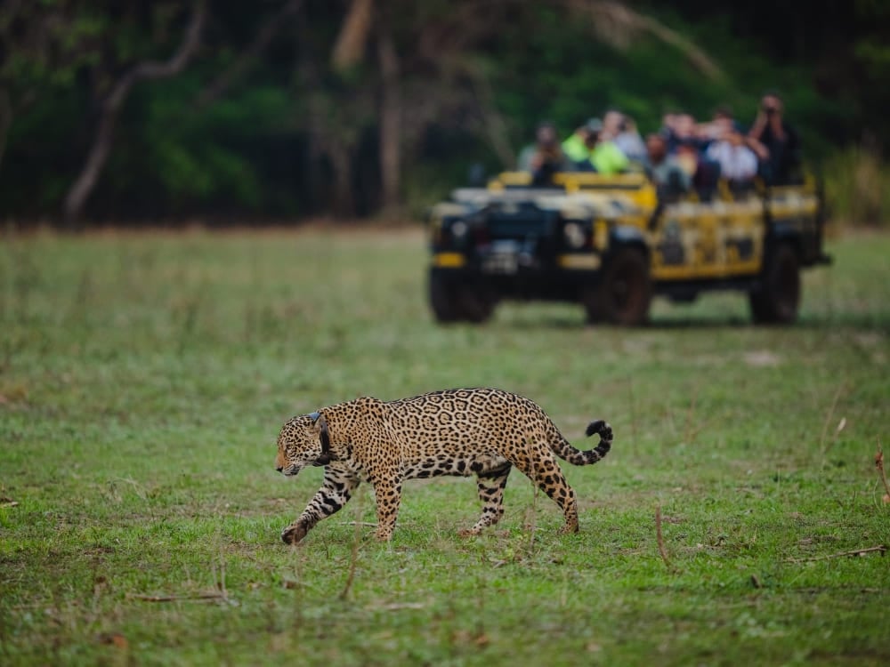 Uma onça-pintada caminhando por uma planície gramada no Pantanal enquanto um grupo de turistas observa de um veículo de safári amarelo como parte do Projeto Onçafari. Uma onça-pintada caminhando por uma planície gramada no Pantanal enquanto um grupo de turistas observa de um veículo de safári amarelo como parte do Projeto Onçafari.
