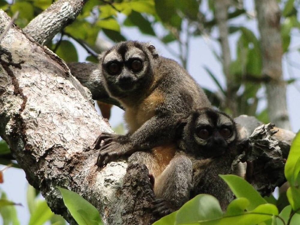 Two monkeys resting on a tree branch in the Amazon rainforest of Jaú National Park. Two monkeys resting on a tree branch in the Amazon rainforest of Jaú National Park.