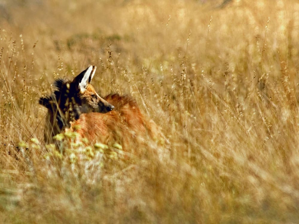 Um lobo-guará com sua distinta pelagem marrom-avermelhada parcialmente escondido enquanto está em pé na grama alta e seca no bioma Cerrado. Um lobo-guará com sua distinta pelagem marrom-avermelhada parcialmente escondido enquanto está em pé na grama alta e seca no bioma Cerrado.