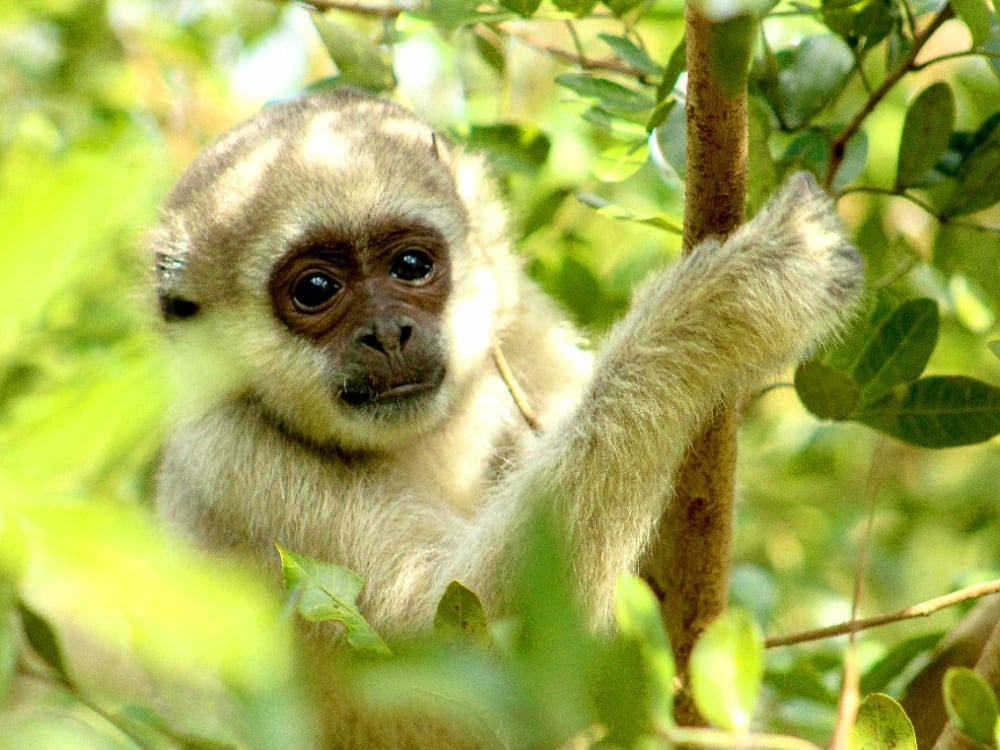 Um macaco muriqui-do-norte de pelo claro descansando entre os galhos verdes das árvores na Mata Atlântica, protegido pelo Projeto Ibiti em Minas Gerais. Um macaco muriqui-do-norte de pelo claro descansando entre os galhos verdes das árvores na Mata Atlântica, protegido pelo Projeto Ibiti em Minas Gerais.