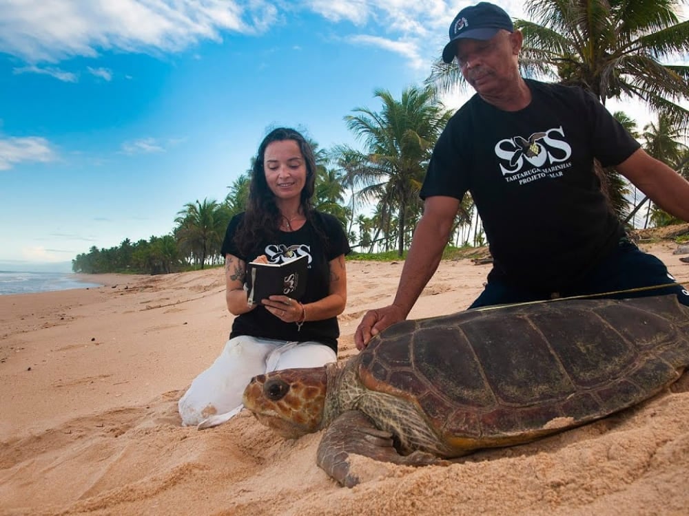 Dois pesquisadores em uma praia de areia medindo uma grande tartaruga marinha com uma fita métrica, destacando os esforços do Projeto Tamar para proteger a vida marinha. Dois pesquisadores em uma praia de areia medindo uma grande tartaruga marinha com uma fita métrica, destacando os esforços do Projeto Tamar para proteger a vida marinha.