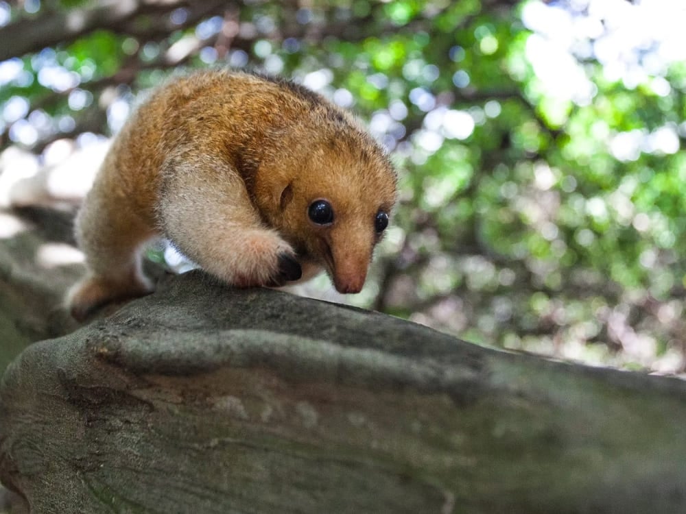 Um pequeno tamanduá-seda marrom-claro agarrado a um galho de árvore grosso com um fundo de floresta verde desfocado nos Lençóis Maranhenses. Um pequeno tamanduá-seda marrom-claro agarrado a um galho de árvore grosso com um fundo de floresta verde desfocado nos Lençóis Maranhenses.