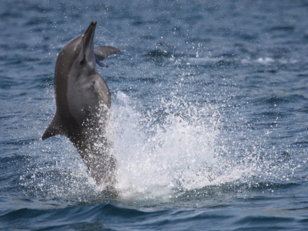 Um golfinho-rotador saltando alto para fora da água azul do oceano, espirrando água enquanto gira, protegido pelo Projeto Golfinho Rotador em Pernambuco. Um golfinho-rotador saltando alto para fora da água azul do oceano, espirrando água enquanto gira, protegido pelo Projeto Golfinho Rotador em Pernambuco.