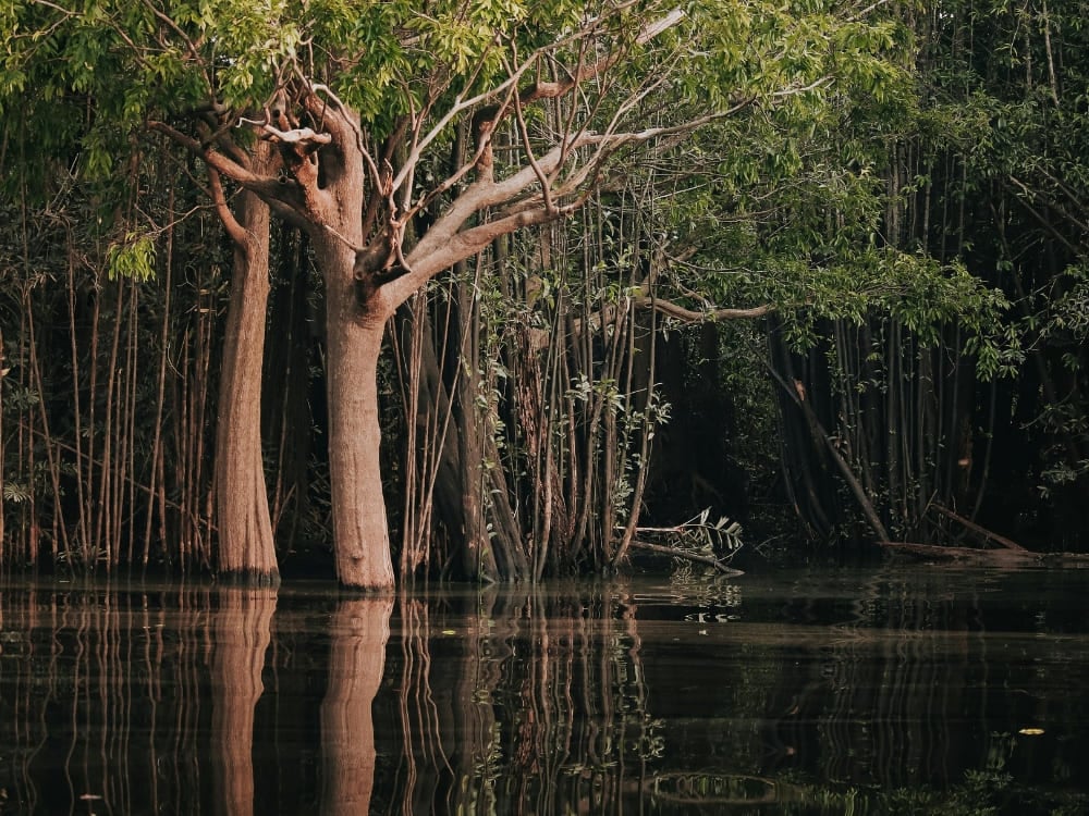 Árboles con los troncos sumergidos en las aguas oscuras de un bosque inundado del río Amazonas. Árboles con los troncos sumergidos en las aguas oscuras de un bosque inundado del río Amazonas.