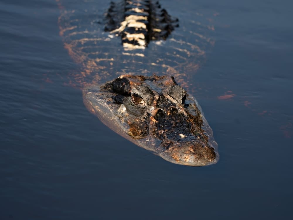 Un caimán negro nadando cerca de la superficie del río Amazonas. Un caimán negro nadando cerca de la superficie del río Amazonas.