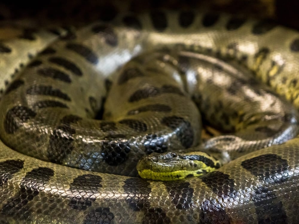 Una gran anaconda verde enroscada descansando en la cuenca del Amazonas. Una gran anaconda verde enroscada descansando en la cuenca del Amazonas.