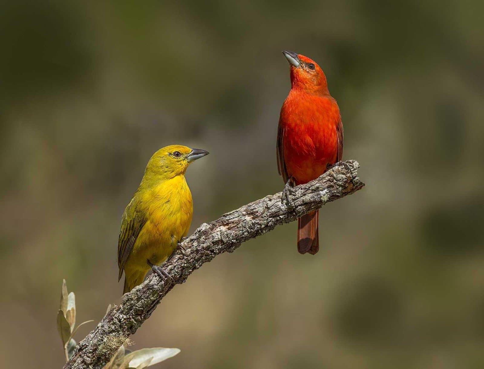 Völlig verschiedene Farben, ein gemeinsamer Ast, die Natur hat Stil. Ein leuchtend roter Tangare und ein goldgelber Tangare sitzen nebeneinander auf einem kahlen Ast, gesichtet auf einer 4-tägigen Jalapão-Tour im brasilianischen Cerrado